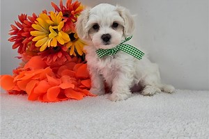 Iggy - Malti Poo Puppy BE8DF2