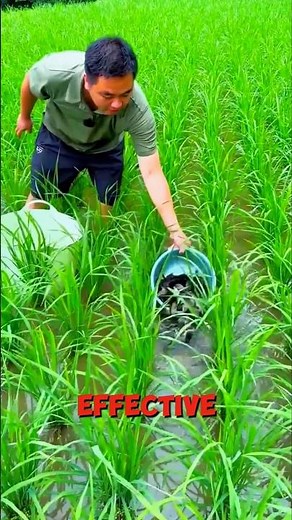 You Won’t Believe Fish Live in These Rice Fields! 😱