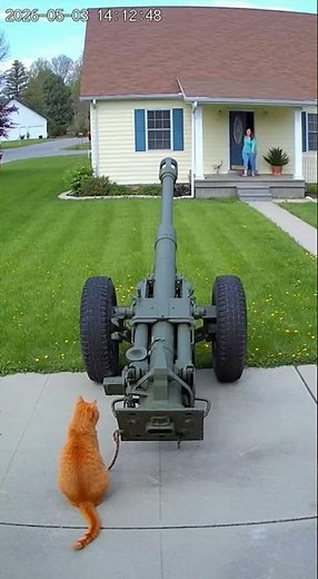 Action-Packed Cat Firing a Massive Gun 🤣🤣🤣🤣