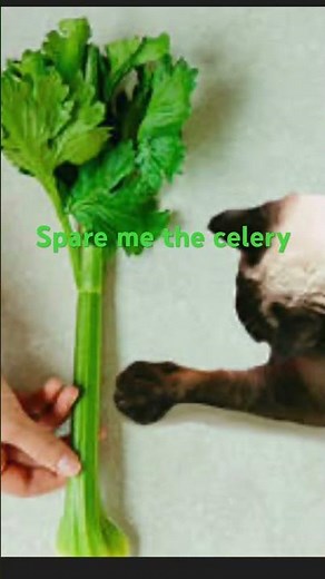 I’m a bumblebee #memes #cat #funny creditsgorgieboom