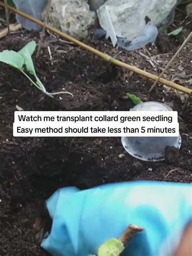 Transplanting Collard Green Seedlings in Under 5 Minutes