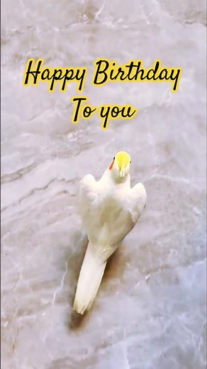 Check out Jerry the cockatiel singing 'Happy Birthday'! So cute! 🎶🦜💖🎂🎊 #singingbird #cockatielscraze