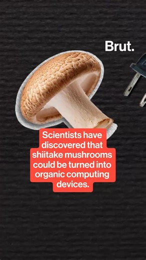 Brut on Instagram: "Researchers at Ohio State University have discovered that shiitake mushrooms can act as organic computing devices, functioning as memristors that store and process data simultaneously. ⁣This study could lead to eco-friendly microchips that mimic neural activity while using far less power.⁣⁣ ⁣⁣ #Science #Innovation #Sustainability #TechNews #BioComputing #FungiTech"