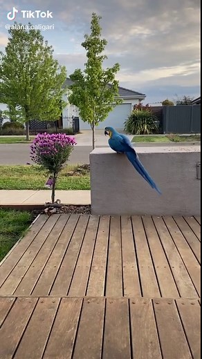 Talented Talking Macaw from Australia