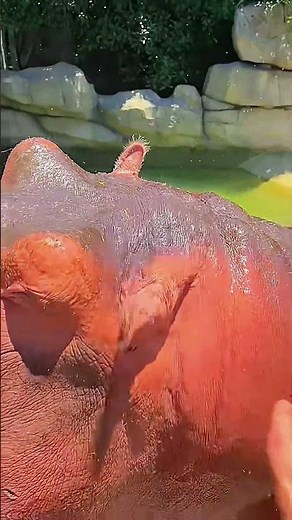 Have you ever taken care of a hippo this big?