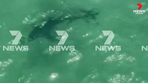 13K views · 27 reactions | There was a scare for swimmers after another shark was sighted at a popular Adelaide beach. Report in 7NEWS at 6pm. www.7NEWS.com.au #7NEWS | 7NEWS Adelaide | Facebook