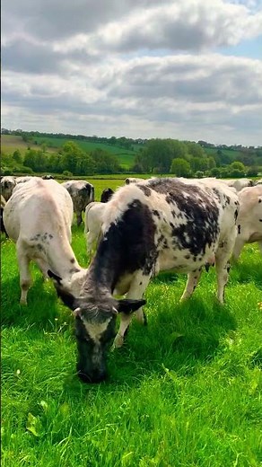 Cows eating grass #asmr #cows #farming