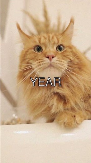 The Amazing Journey of Cat Teeth Did you know adult cats have 30 teeth But kittens...