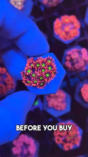 How to inspect new corals #reeftank #reefaquarium #reef #saltwateraquarium #coral