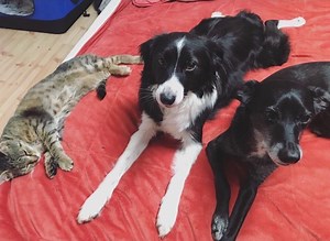 Reactive Dogs and Cats: A Socialization Guide [Part 1]  — Mother of Rescues
