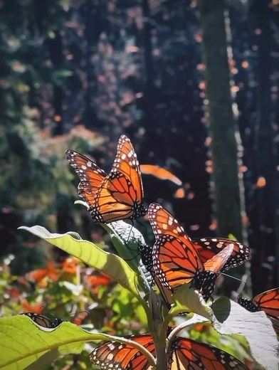 Graceful Delight: Beautiful Butterflies Flying and Enjoying on the Flowers
