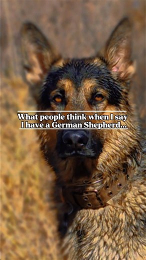 He is an ultimate working dog 99% of the time. But that 1% is my favorite part. 😁😁😉 #dogshorts