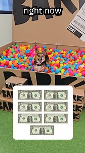 514K views · 847 reactions | ❗️BLACK FRIDAY DEAL ❗️It’s never too early in the season to spoil your dog. That’s why we’re starting early! Join the pack today and get your first month of toys and treats for just $7. | BarkBox | Facebook