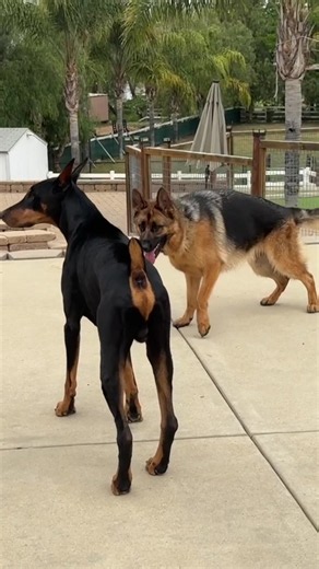 How I Train Unsocial German Shepherds — Key Advice