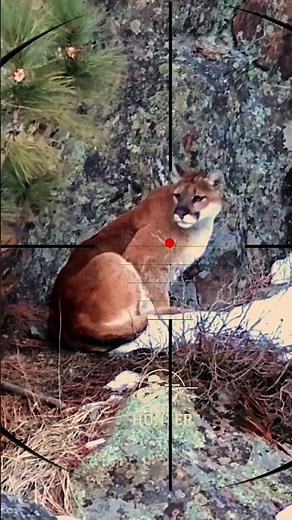 Mountain Lion Stalking | Avvistamento del leone di montagna