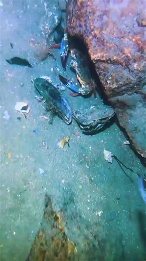 Deep sea fishing wonders #fishing #fish #sea #ocean #fishingtips