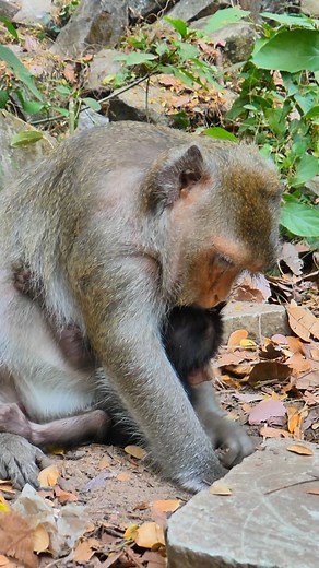 Digging in the dirt #LovelyMonkey #LoniMonkey #LewisMonkey #AmberTroop | Lovely Monkey