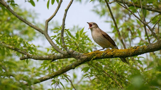 A voice among the branches