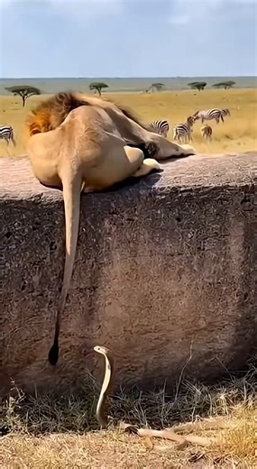 Watch: Snake Bites Lion and He Goes Insane! OMG😱