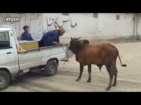 জ/বা/ই করতে গিয়ে হঠাৎ যা ঘটে গেল! How to control an angry invasive bull?