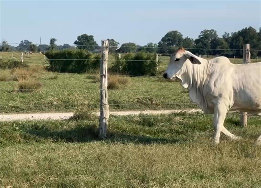 For the first time in five years, our heifer calf crop is available private treaty — including the heifers originally held for Made for Magic. No midnight bidding. No games. Just cattle, offered one-on-one, first come, first serve, by appointment only. Check out: Miss V8 75/0 who is a full sister to several Made for Magic heifers. A beautiful blend of JDH and V8 pedigree. Head here to begin your inquiry: https://www.v8ranch.com/cattle-for-sale/ | V8 Ranch