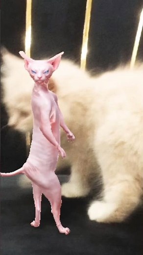Sphynx Dancing Cat 😹💃😎🤠 Funniest Cat Dance Ever!