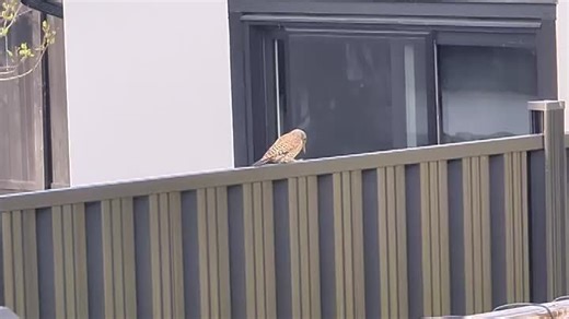 Видео Тихое воскресное утро с дятлом | OK.RU