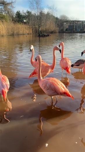 The flamingos have gone outside to enjoy the sun. We had to persuade them a little, as they’d become used to being indoor flamingos. #flamingo #flamingling #scottishborders #lauder #oxton | Bird Gardens Scotland CIC