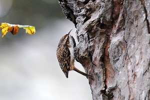 Treecreeper | The Wildlife Trusts