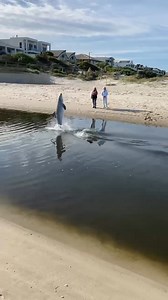Well there's something you don't see everyday! 😱🐬 A wild dolphin stuck in the River Torrens outlet at West Beach is putting on a show for locals. It's assumed the dolphin got washed into the water outlet during high tide early this morning. Read more: https://ab.co/3lo0hgY Local resident Jason has been watching the dolphin for a few days and told ABC’s Spence Denny it looks like he came in for food and he’s been having fun showing off for residents jumping in and out of the ocean. ❤️ “Obviousl
