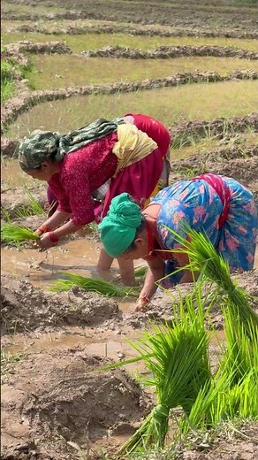 Traditional Farming in Nepal 🇳🇵 | खेत जोत्ने र रोपाइँको दृश्य