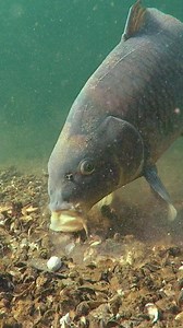 1M views · 5.1K reactions | Have you ever fished on mussels? #underwater #fish #carp | Underfishing | Facebook