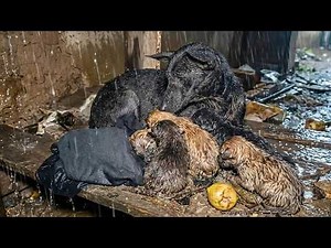 Sudden Storm Swept Away a Homeless Mother Dog, Newborn Puppies—Until One Man Found Them Just In Time