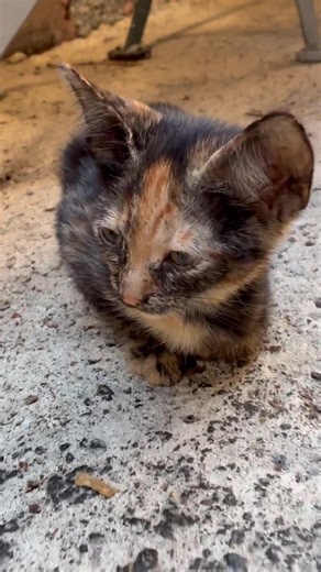Adorable Kitten with Huge Ears: Must-See Cutie!