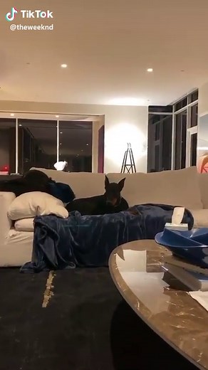 The Weeknd (@theweeknd)’s videos with original sound - The Weeknd