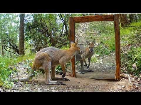 What Happens When Animals See a Mirror? | Australia