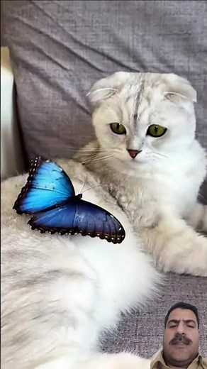 Why Cats Are Obsessed With Butterflies