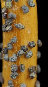 macro compilation #asmr #asmrsounds #macroart #macro #macrophotography #makrofotografia #closeup #closeupphotògraphy #raw_macro #kings_macro #macro_highlight #macro_royals #macroworld_tr #macro_vision #macro_captures #macro_holic #microworld | Alien Inventory