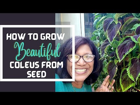 Complete guide to growing COLEUS from seeds (with progress and final results)