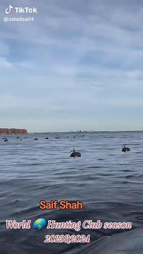 Duck Hunting Goose Hunting waterfowl Migration Mallard Hunting #viraltiktok #viralvideo #viral #trend #tiktok #trending #waterfowl #duckhunting #goosehunting