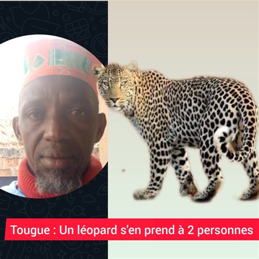 Urgent : un léopard règne en maître à Tougue. Les habitants demandent de l'aide | Radio Guinée