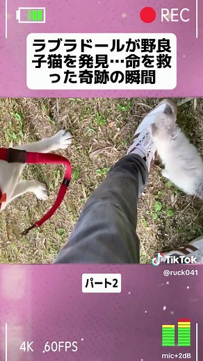 ラブラドールレトリバーが見つけた野良子猫を保護しました／命の危機から救いを求めてた野良子猫パート2 #ベルとスノーとジンK2 #BSJK #猫 #かわいい #ラブラドールレトリバー #犬 #lovecat #viral #fyp #foryoupage❤️❤️ #help