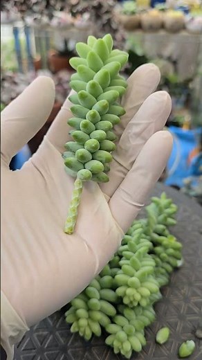 this is how I prepare my sedum burrito for propagation | bikolanahardinera #shortvideo #succulent