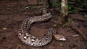 Giant python: This snake breaks records