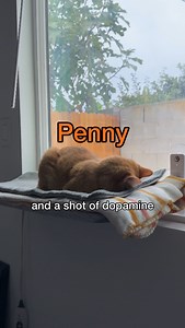 time for another facedown nap | Penny the Ginger Cat