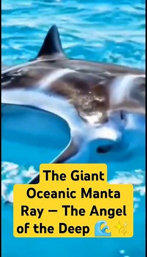 MANTA RAY | The Giant Sea Creature Manta Ray — The Angel of the Deep 🌊✨