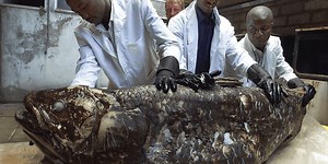 Celacanto: el pez que es considerado un "fósil viviente" y puede vivir hasta 100 años - La Prensa Gráfica