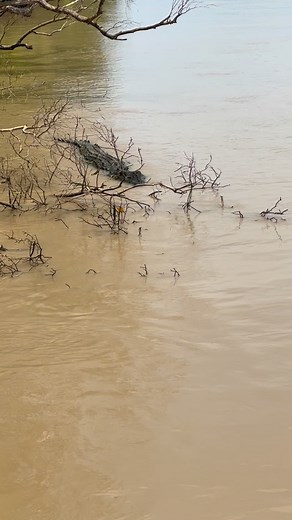 Graceful like a Gazelle.. a 600kg, 70yr old one legged Gazelle 😂 Poor old Stumpy, someone go give him a hand. 👴🏻🐊 Saltwater Crocodile NT Australia | Wildman Adventures