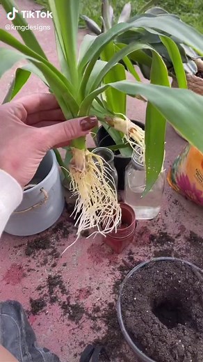 kaytlyngentry on TikTok