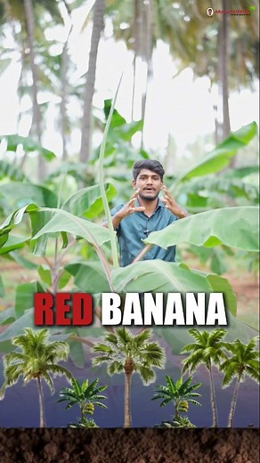 Red Banana and Coconut tree 🌴 interior cropping tips | Arasupandian Farm Service - Chinnaovulapuram